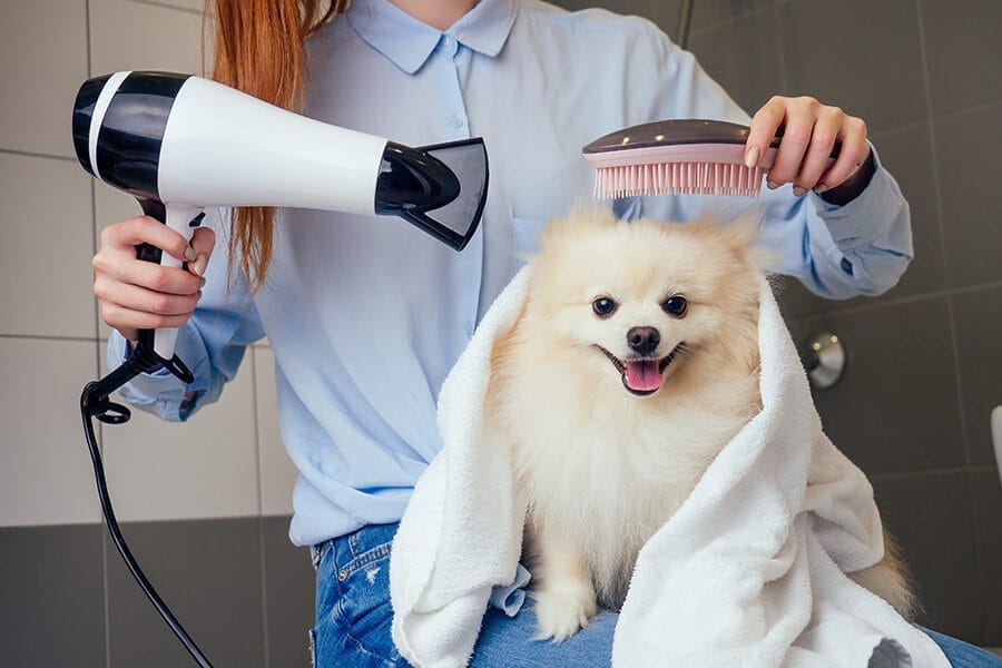 A groomer blow-drying a white Pomeranian
