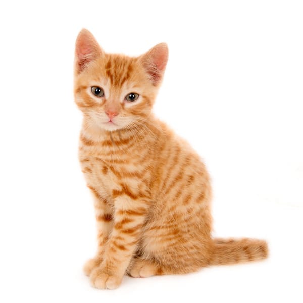 A ginger kitten