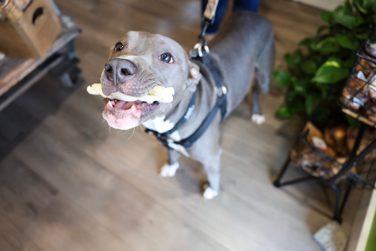 A happy dog with a treat in its mouth