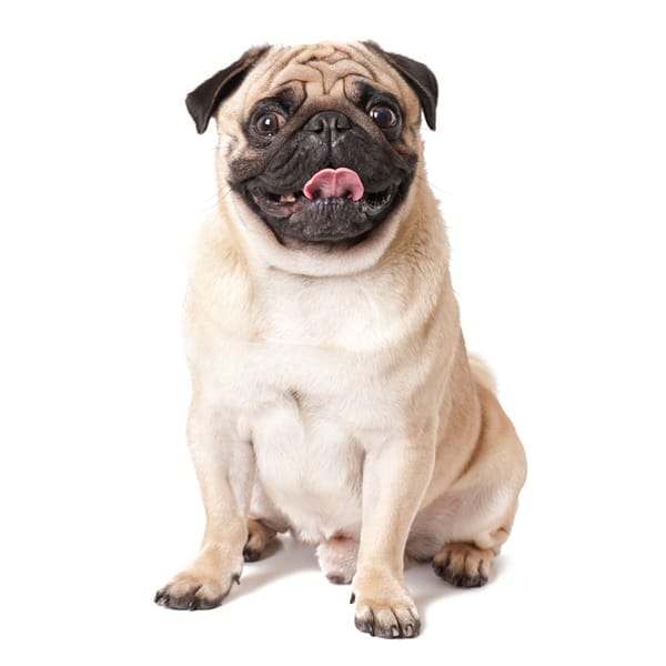 A pug